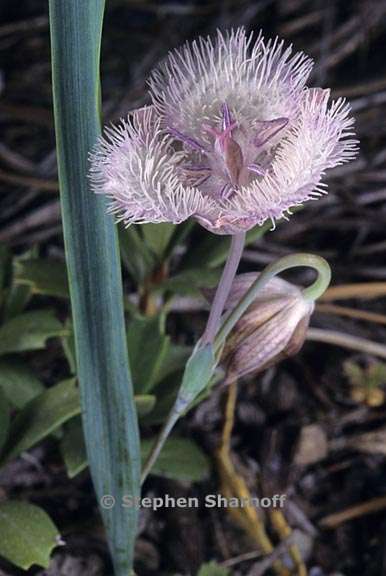 calochortus coeruleus 3 graphic